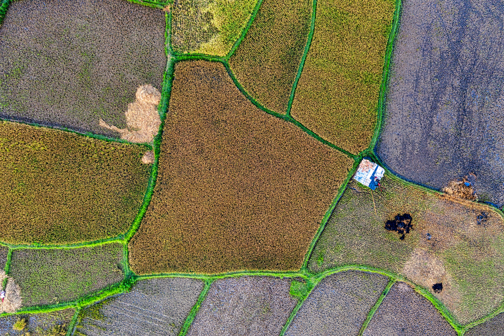 Agricultural plantations in rural area in sunlight